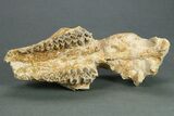 Partial Oreodont (Merycoidodon) Upper Skull - South Dakota #269855-5
